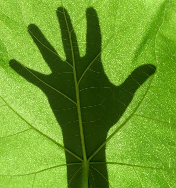 Shadow of a hand on a green leaf